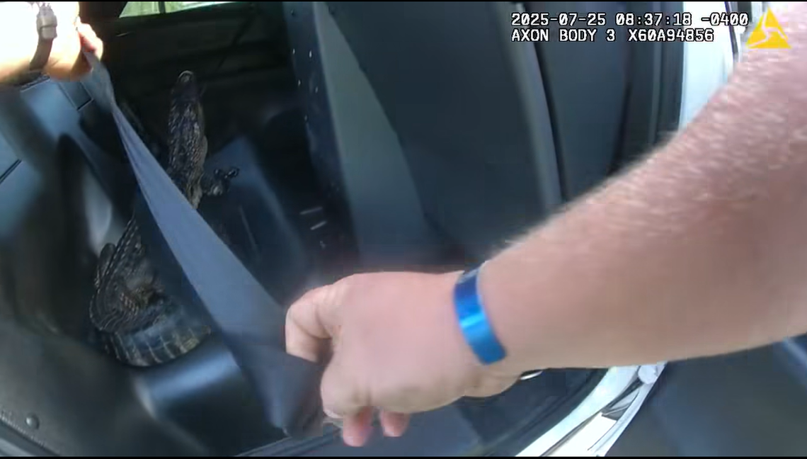 Deputy Nathan Richardson fished the alligator out of a swimming pool in St. Augustine, Florida, and made sure it was wearing a seat belt before being taken for release, body cam video shows. 