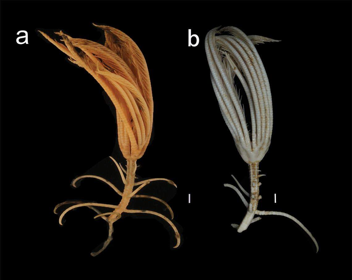 Crinoids are also known as sea lillies or feather stars.