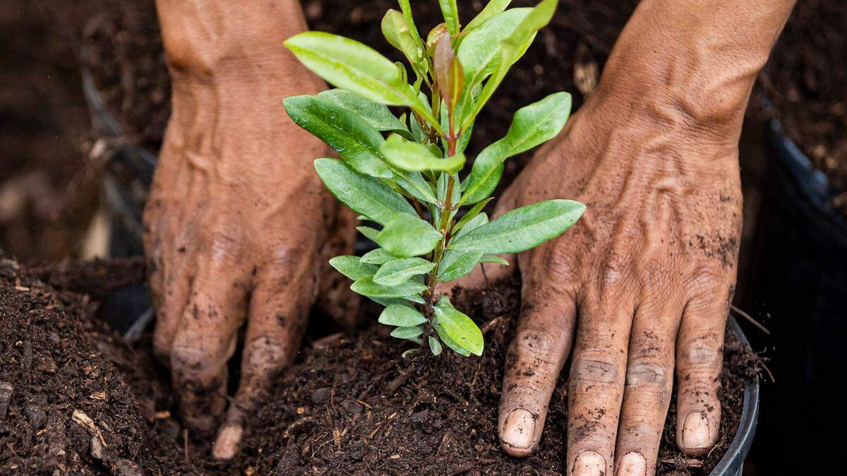 Felipe Vasquez, 46, works to fill plant pots with soil while working at his farm on Friday, April 21, 2023, in Homestead, Fla.
