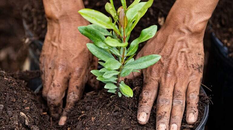Florida researchers are studying ‘plant diamond’ for carbon capture secrets