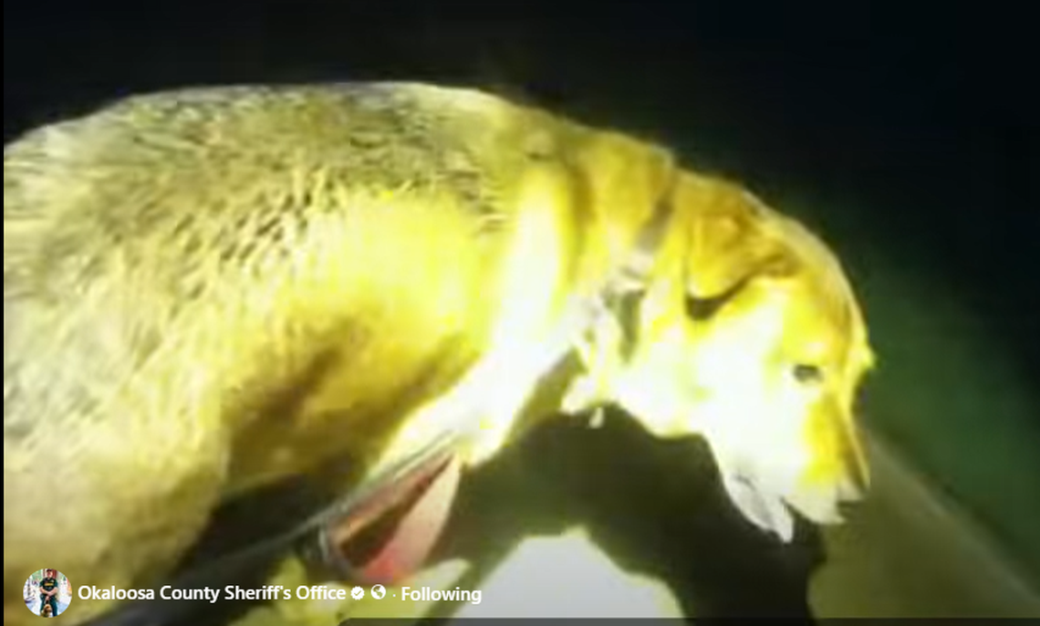 The injured woman reported the dog would search for help, then come back to her location. 