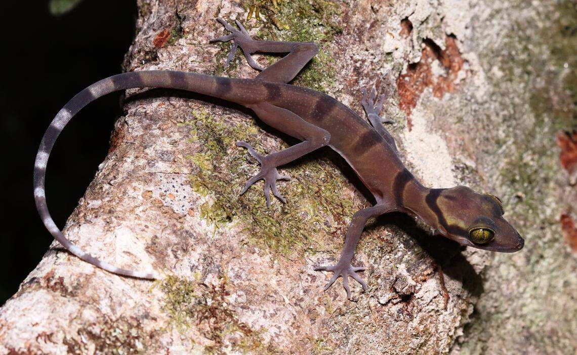 A Cyrtodactylus disjunctus, or Pawang bent-toed gecko, perched on a rock.