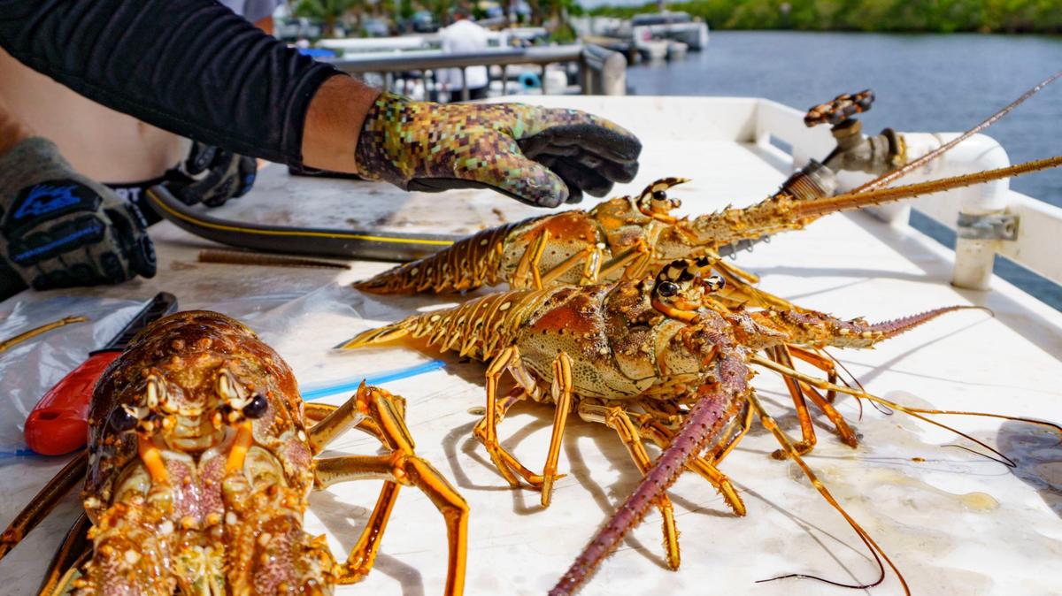 Brian Garcia places one of the lobsters that he and Bryce Jessee caught during the extra day of lobster miniseason on Sunday, July 14, 2024, at Black Point Marina in Homestead, Fla. The group of four people went out in the early morning and maxed out on their legal limit before returning to the marina around 10:30 in the morning.