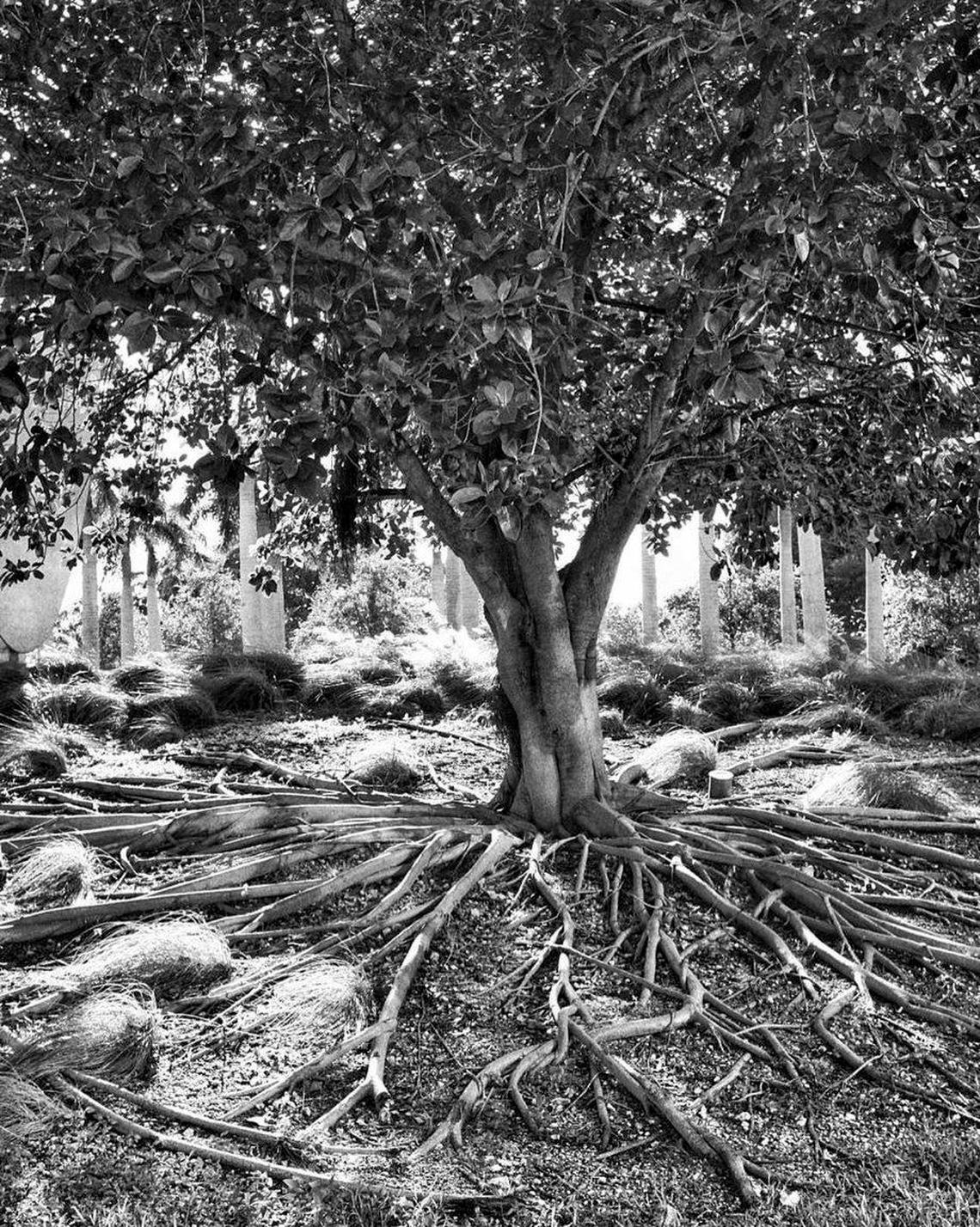 Miami, Florida, Oct. 6 2023 - A black-and-white photo of the 35-foot ficus tree that was cut down in Maurice Ferré Park in downtown Miami by the city of Miami in July. The city contends its roots were a tripping hazard. The neighbors point to the city not securing a proper permit for tree removal.