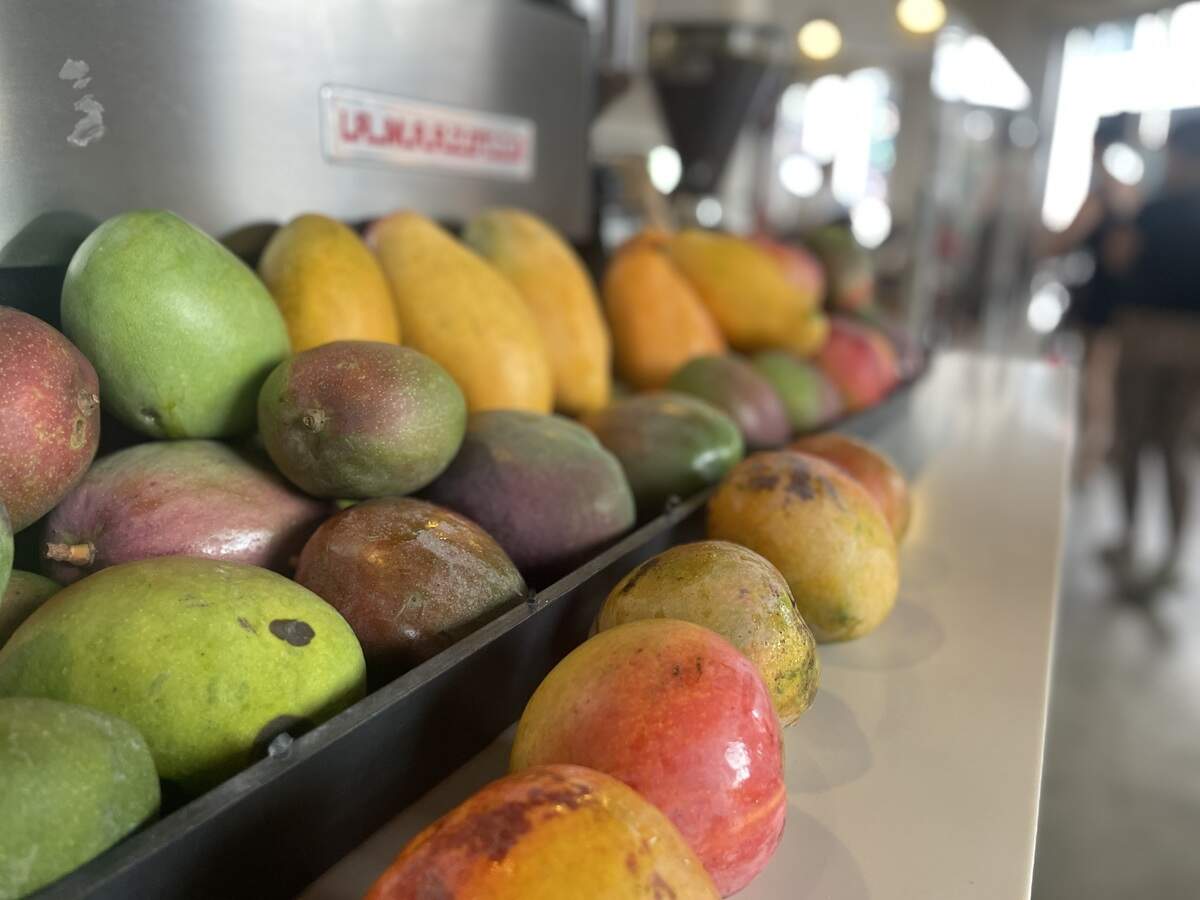The Island Space Mango Festival takes place at the Charles F. Dodge City Center in Pembroke Pines on Sunday, June 21.