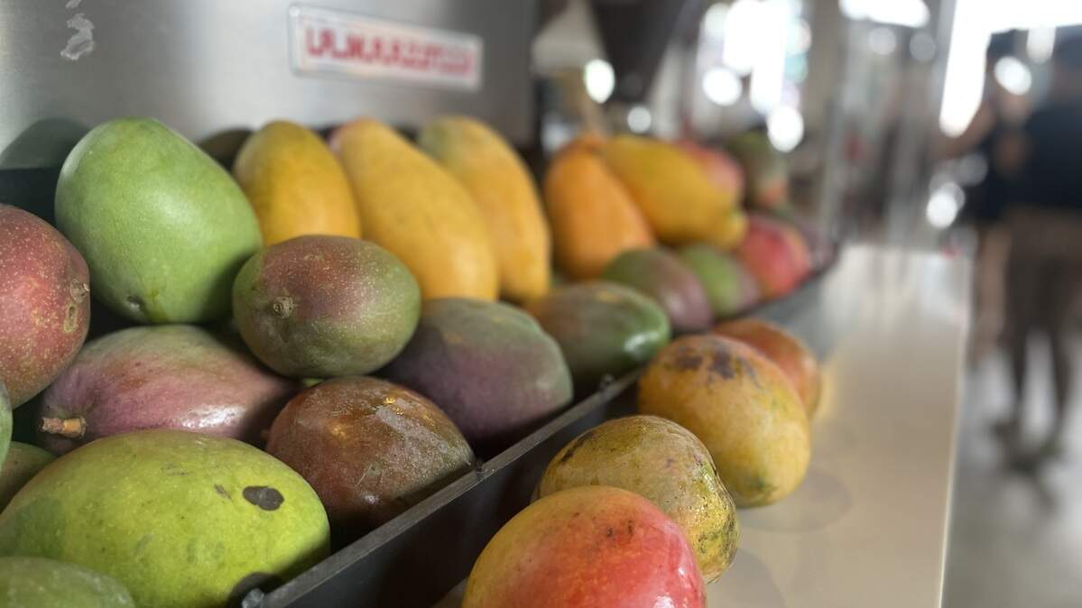 Some the mangoes collected during last year’s Mango Trade at Zak the Baker in Wynwood. You can trade in fruit from your tree for a loaf of bread at the bakery through June.