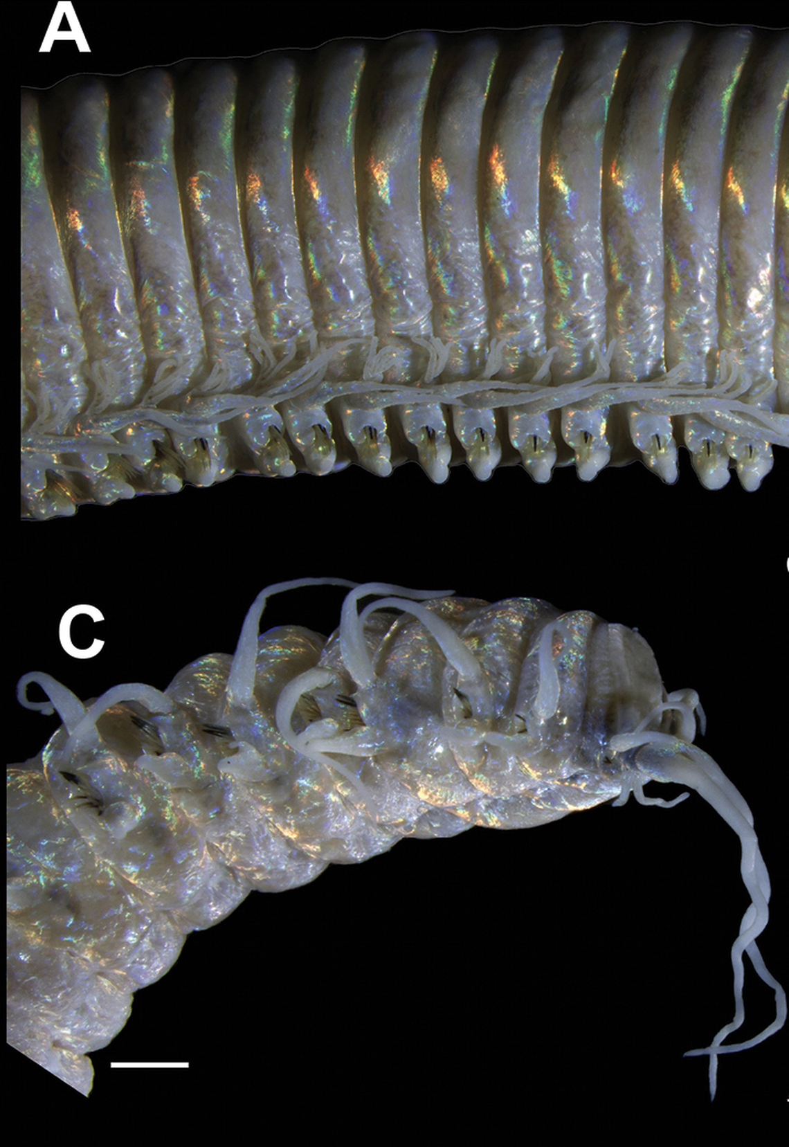 The worm is iridescent and about 7 inches long, researchers said.