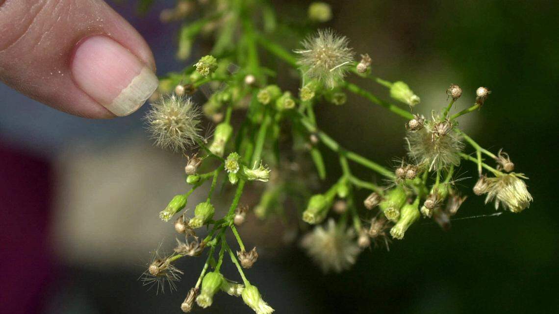 Masks may help reduce springtime allergy symptoms, doctors say. (AP Photo/Daniel Hulshizer, File)