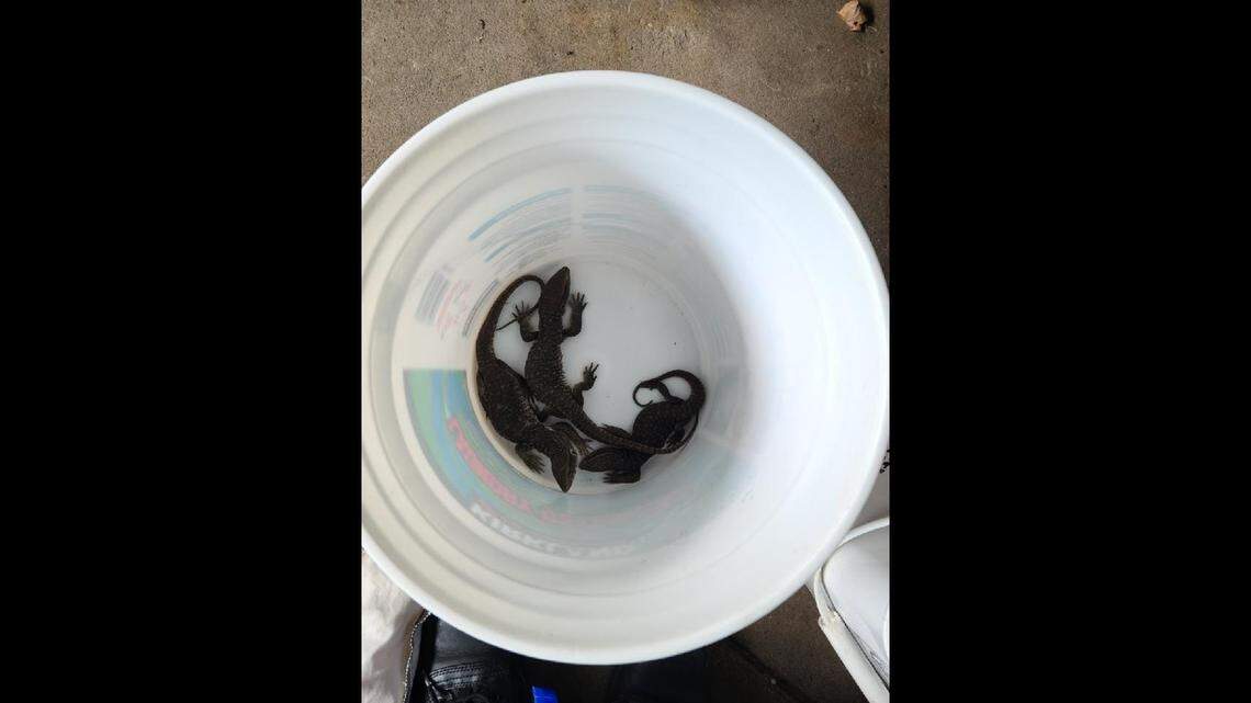 A box of live lizards was delivered to the wrong address in New York, officials said. Photo from Port Chester Police Department