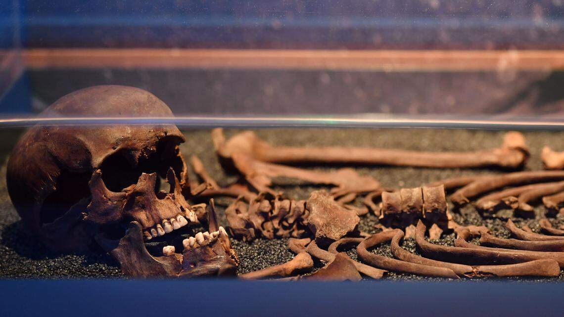 human skeleton bones