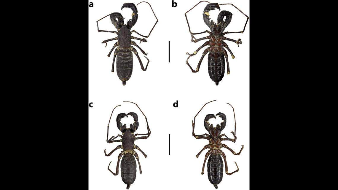 Researchers said they were unable to find any live specimens of Mastigoproctus yalchanchak.