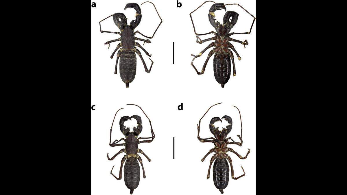 Researchers said they were unable to find any live specimens of Mastigoproctus yalchanchak.
