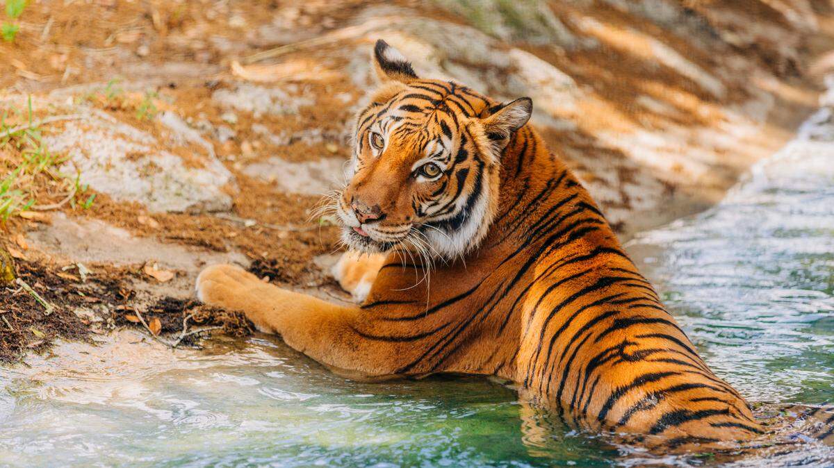 ZooTampa had two Malayan tigers test positive for COVID-19, the zoo said on Jan. 6, 2012. The zoo released this photo of one of its tigers.