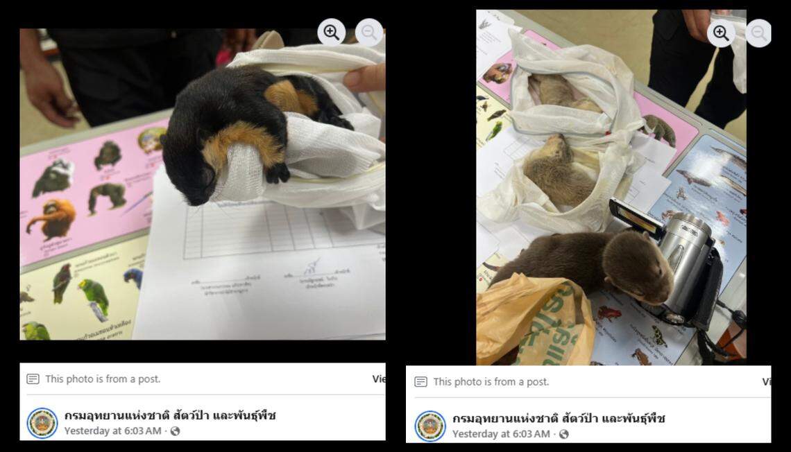 A squirrel and otters were also found.