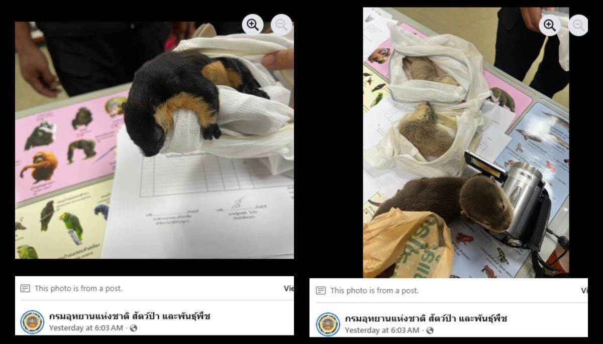 A squirrel and otters were also found.