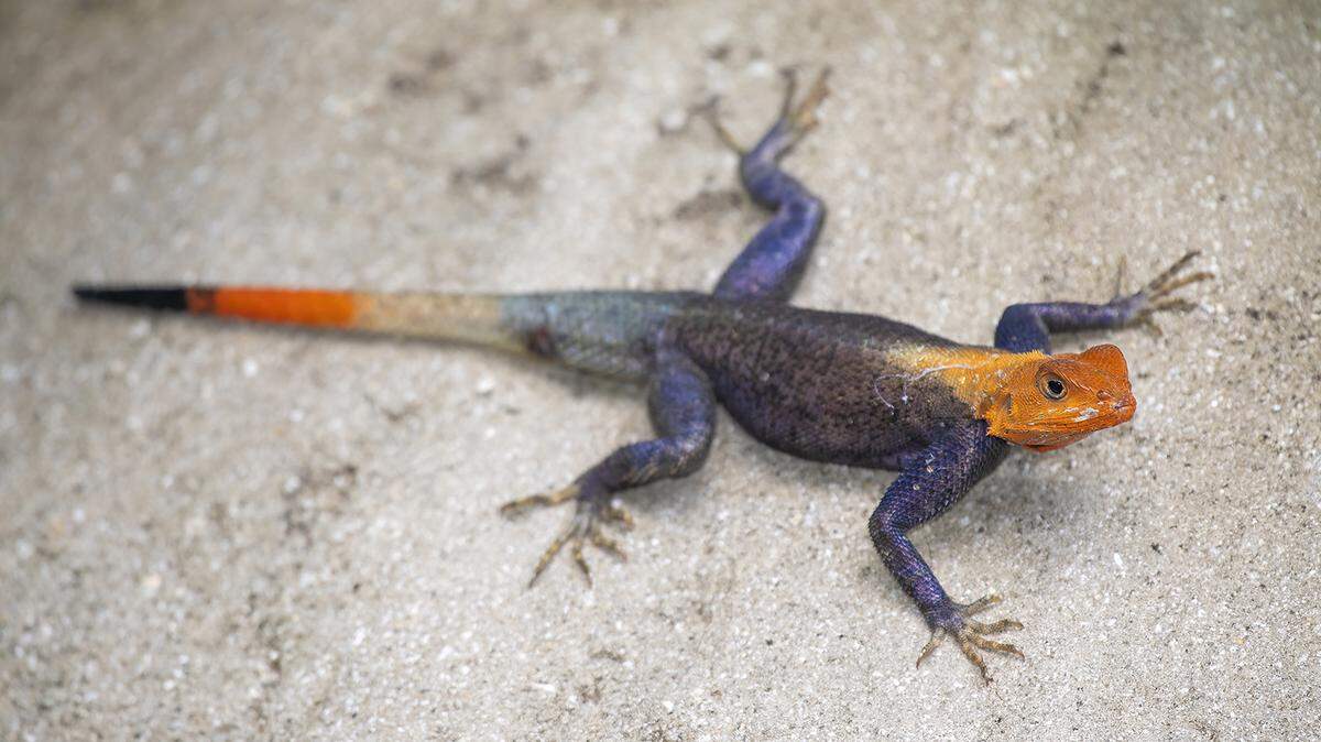 The African rock agama lizard has become a visitor that has made its stay in South Florida, says wildlife experts like Ron Magill at Zoo Miami and University of Miami researchers.