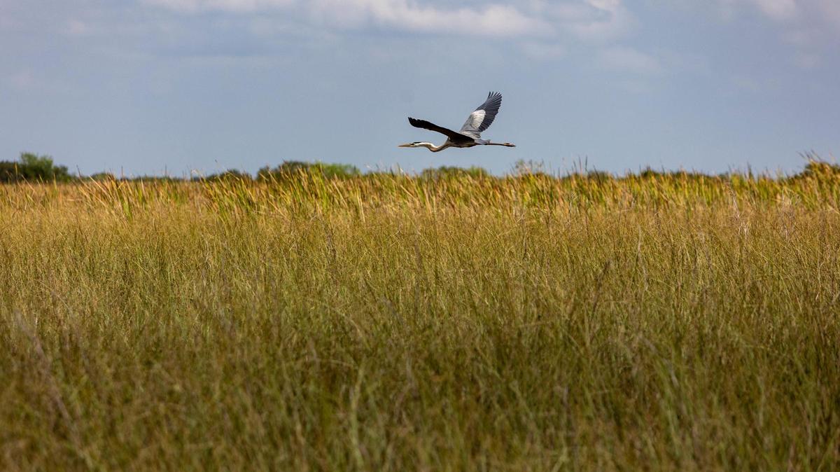A Great Blue Heron soars over sawgrass in the Florida Everglades.