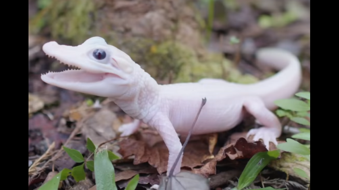 Leucism is different from albinism in that animals have blue eyes instead of pink and can sometimes have splotches and patches on their skin, the park said.