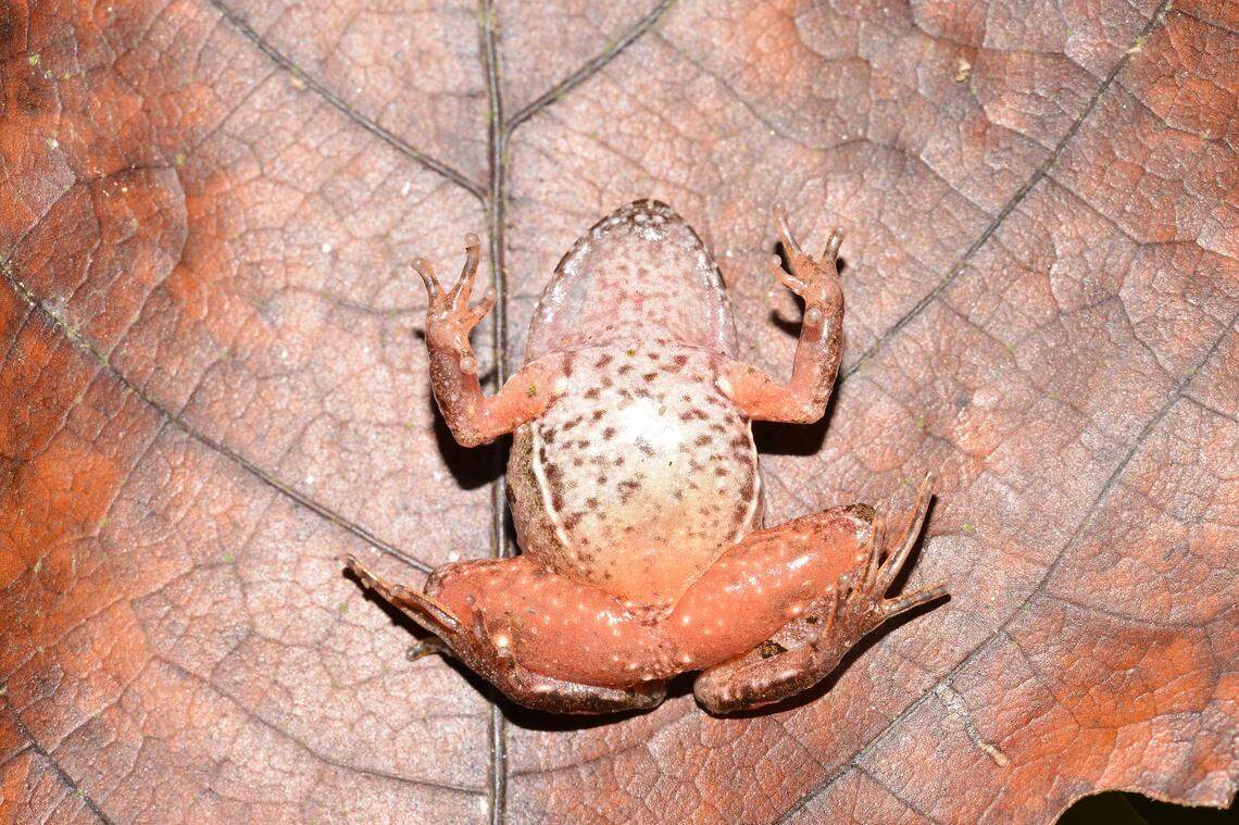 The frog’s coloration and back pattern separates it from other known species, researchers said.