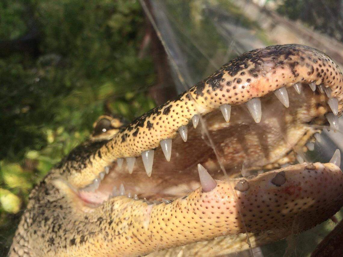 Irwin the alligator is one of many pets kept at the Monroe County Sheriff’s Office, located at the county jail on Stock island.