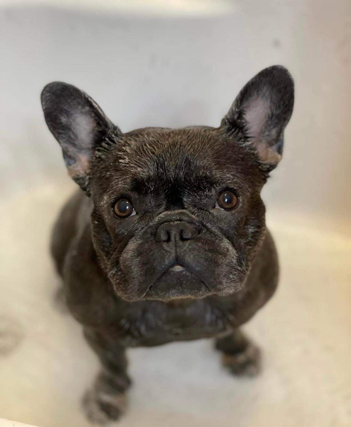 Sailor the French bulldog was kidnapped from her Keys home in June 2022 for 24 hours.