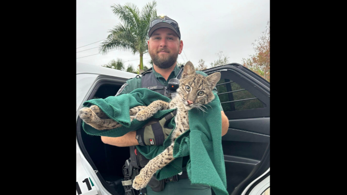 This photo of Lee County Sheriff’s Deputy Vincent Lopez holding an injured bobcat has gotten hundreds of reactions on social media.
