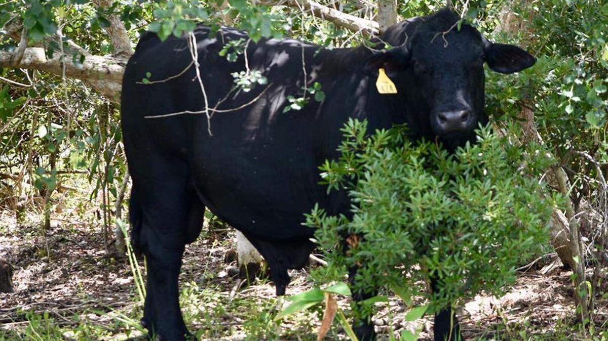 The Lee County Sheriff’s Office shared photos May 19, 2019, after deputies responded to the Wildcat Run Golf and Country Club in Estero to capture a bull that was found in the nearby woods.