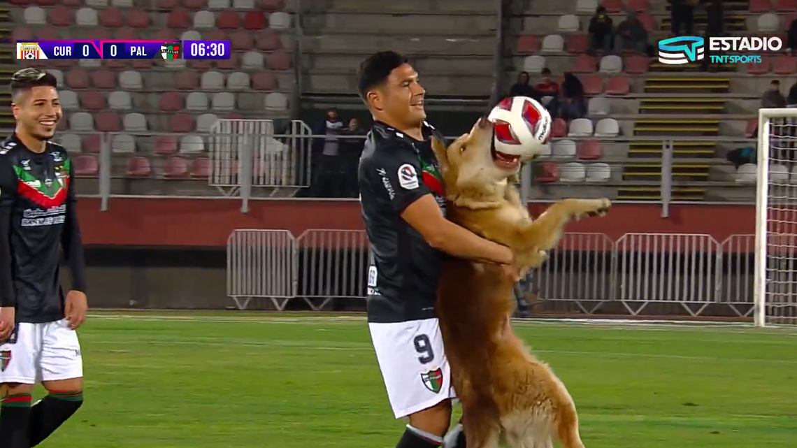 A dog ran onto soccer field then refused to let go of the ball during Premier Division game between Curicó Unido and Palestino, video shows.