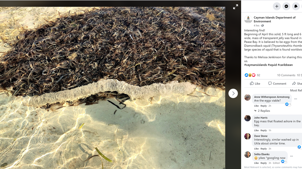 A principios de abril, se encontró una masa de gelatina transparente de 5 pies de largo y 6 pulgadas de ancho en Pease Bay en la Isla Caimán.