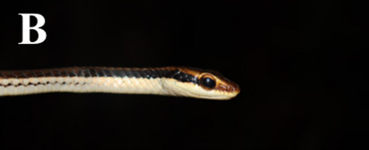 Dendrelaphis haasi is olive, black and cream.