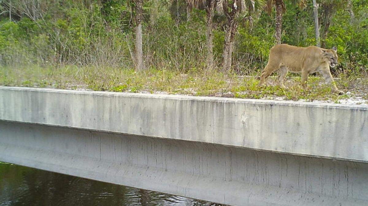 An endangered Florida panther uses a bridge designed for wildlife crossing.