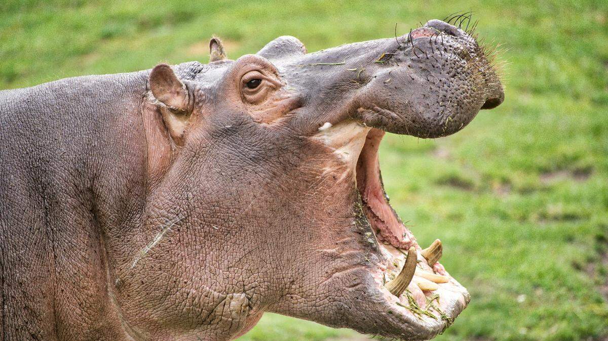 A hippo left Lake Edwards to attack a boy playing at his home, police said. A witness threw stones at the animal until it released the boy.