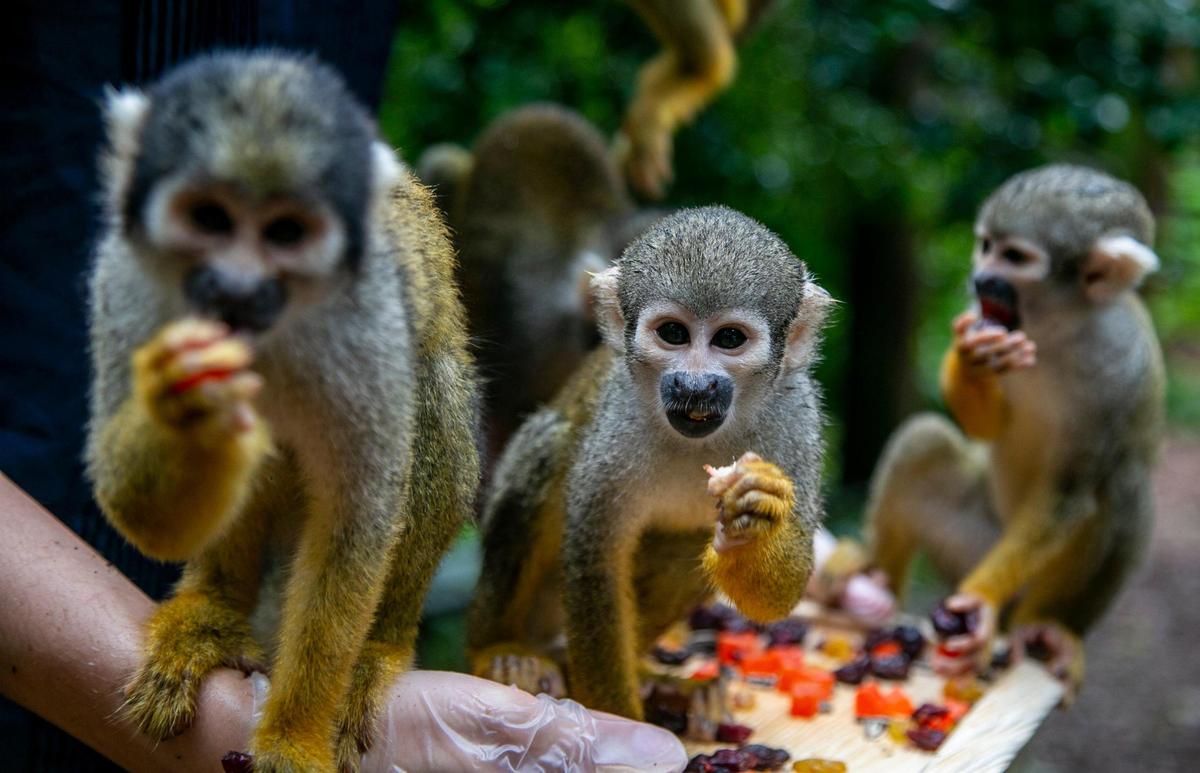 Monos ardilla se dan un banquete de frutos secos dentro de la exposición de la selva amazónica en Monkey Jungle.