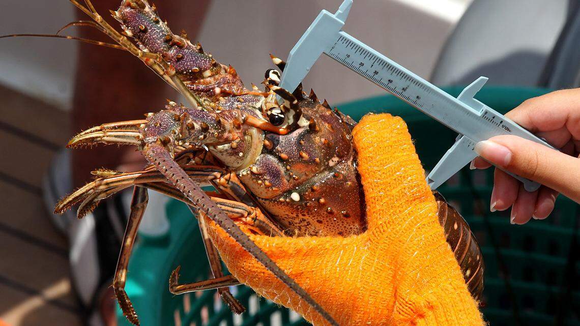 Florida Keys commercial fisherman is sentenced to jail on lobster charges