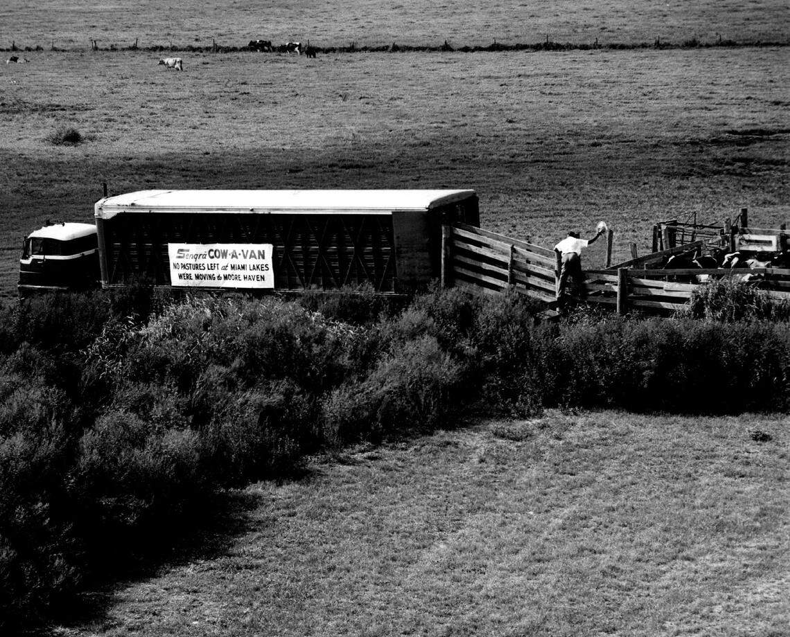 By 1965, the herd of Graham Dairy cows that formerly grazed in the Miami Lakes area. As of that year, continued growth of the community being developed in the north bend of the Palmetto. Expressway led to moving the cows to Moore Haven. By 1965, there were 450 homes in Miami Lakes, a shopping center and a professional building. A country club was nearing completion. At the time, the community had several lakes, recreation facilities and land set aside for schools and churches, on the 2,400 acre tract.