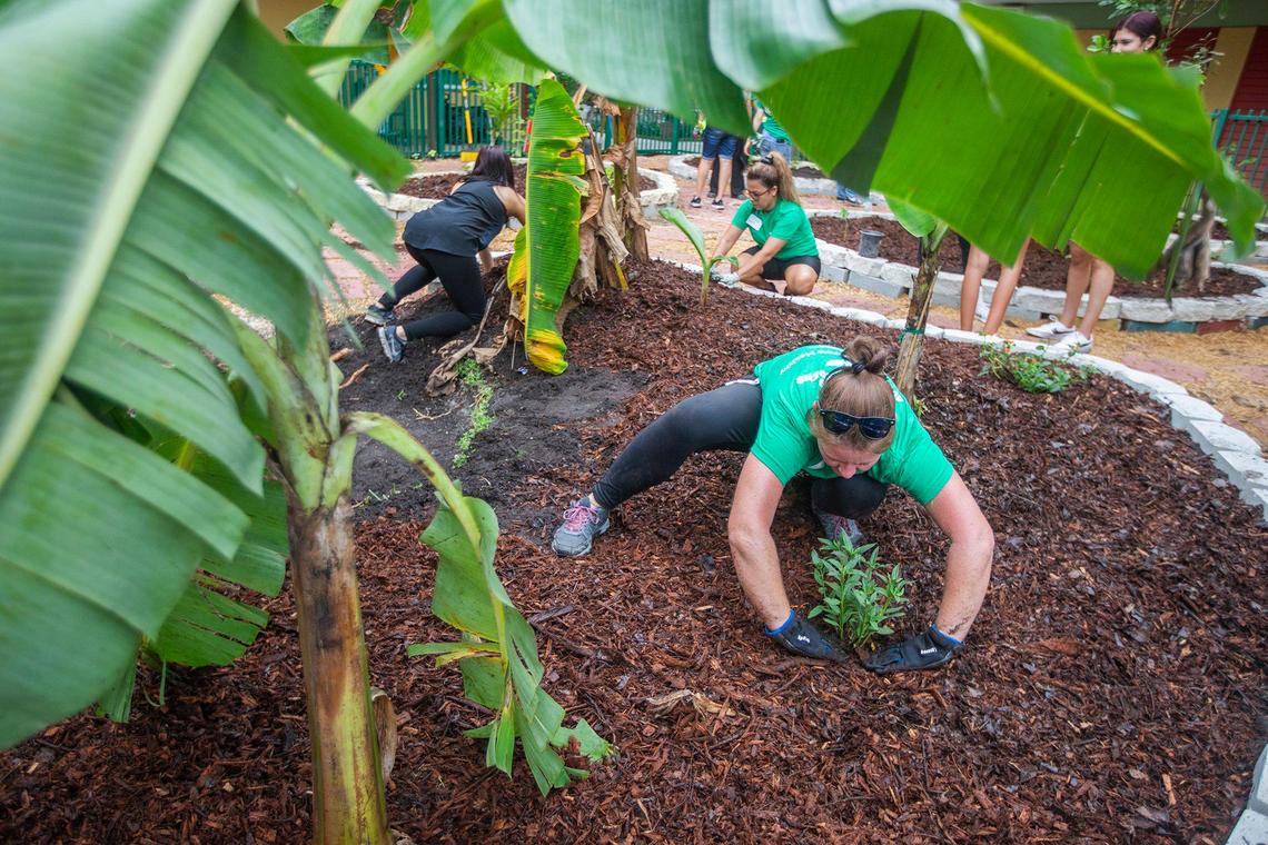 Lauren Sajion plants a tree at Charles R. Hadley.