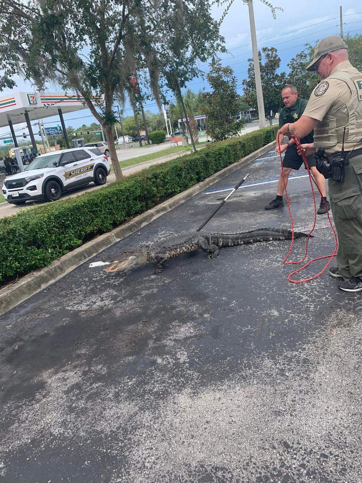 Deputies with Hernando County Sheriff’s Office and trappers sent by Florida Fish and Wildlife Conservation Commission captured a gator “loitering” in the parking lot of a Wendy’s on Commercial Way in Spring Hill, Florida, on Aug. 31, 2022.