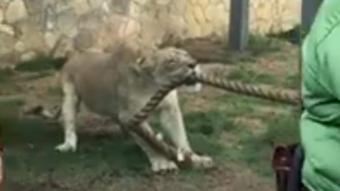 Killian Dain, who is now on SmackDown, and NXT stars Ricochet and Fabian Aichner lost the game when they couldn't move the 2 1/2 year old lion cub during a recent visit to the San Antonio Zoo.