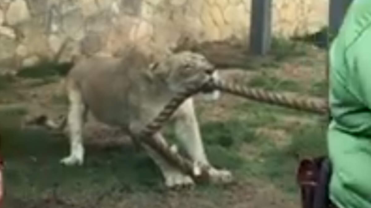 Killian Dain, who is now on SmackDown, and NXT stars Ricochet and Fabian Aichner lost the game when they couldn't move the 2 1/2 year old lion cub during a recent visit to the San Antonio Zoo.