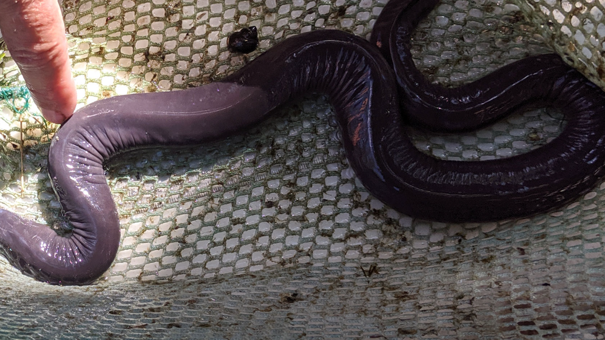 Noodle-shaped amphibians known as caecilians were found in a South Florida canal.