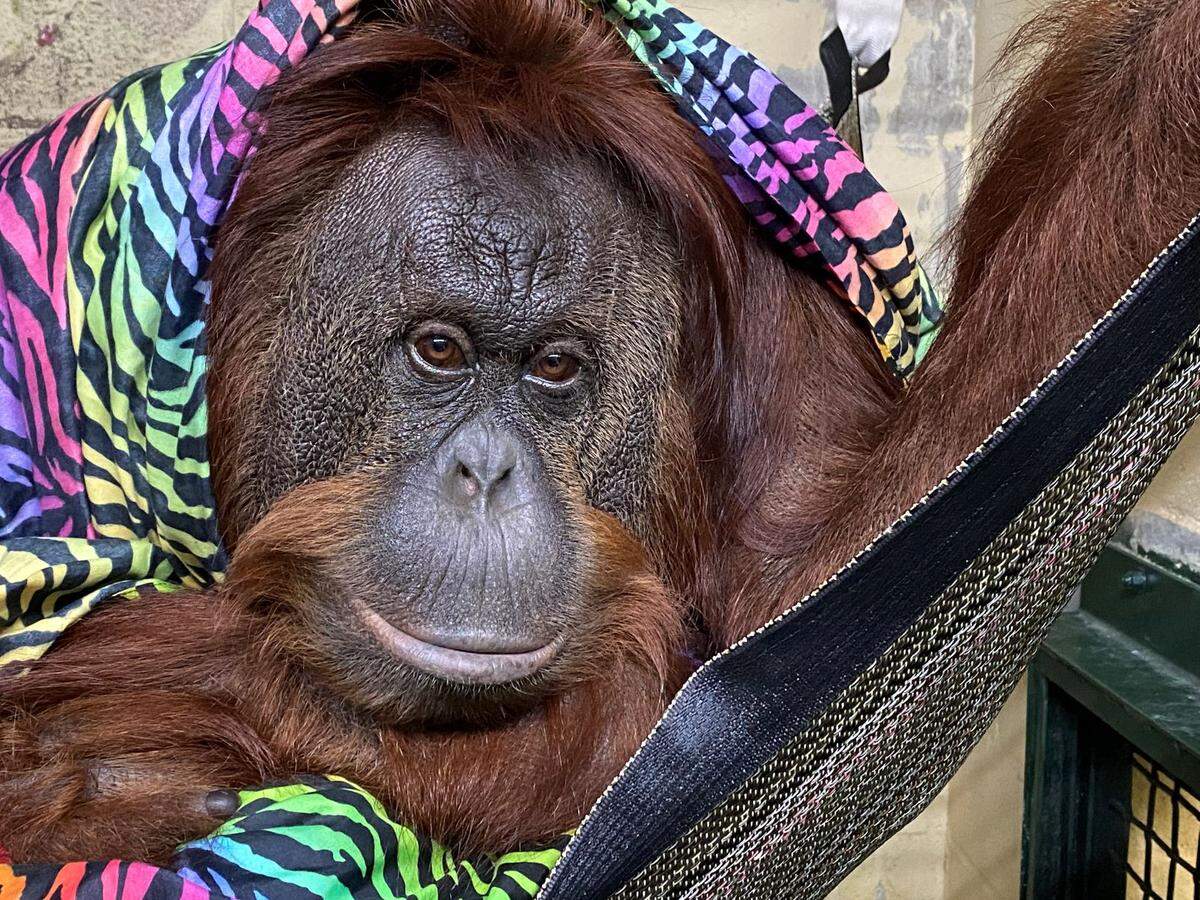Hanna rests in a hammock at the Center for Great Apes in Central Florida.