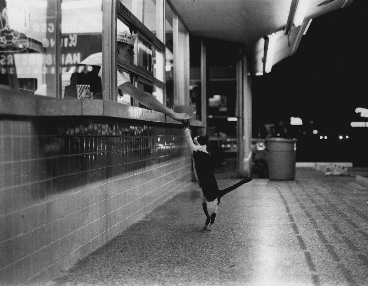 A cat picks up his order of fish sticks at a Burger King in South Miami-Dade in 1964.