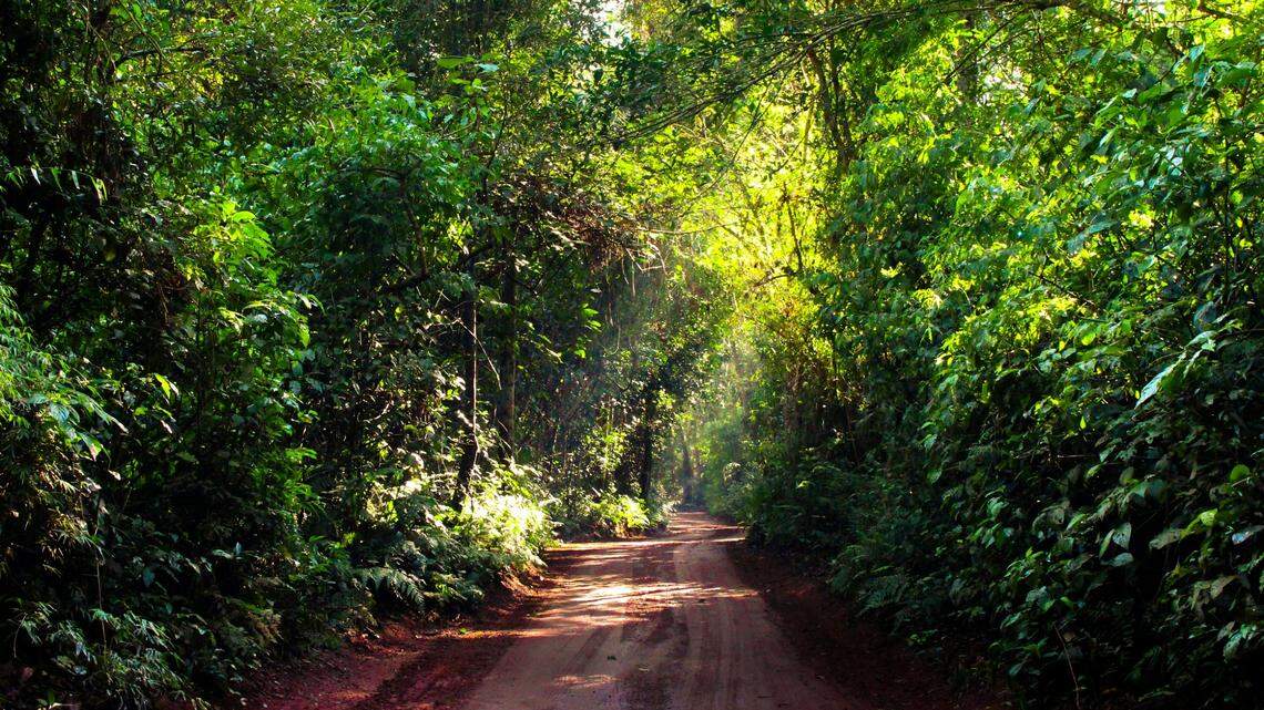 In the national parks of Brazil, countless species lay hidden in the dark, waiting for their next meal.