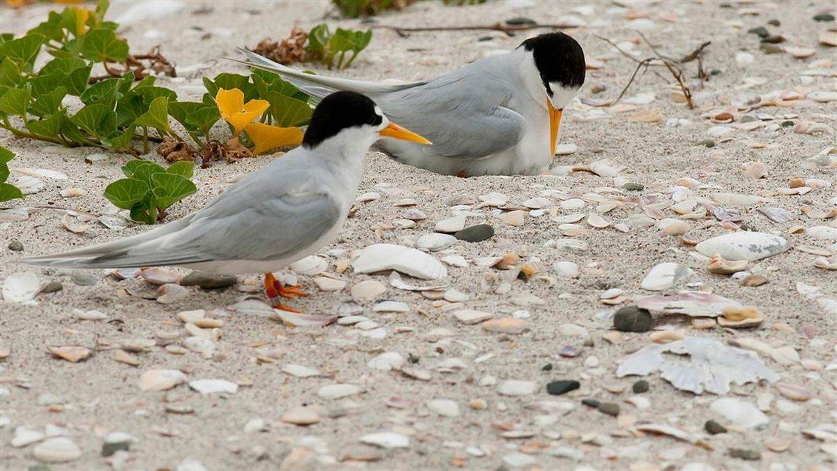 The tiny birds are able to travel vast distances, but remain critically threatened in New Zealand.