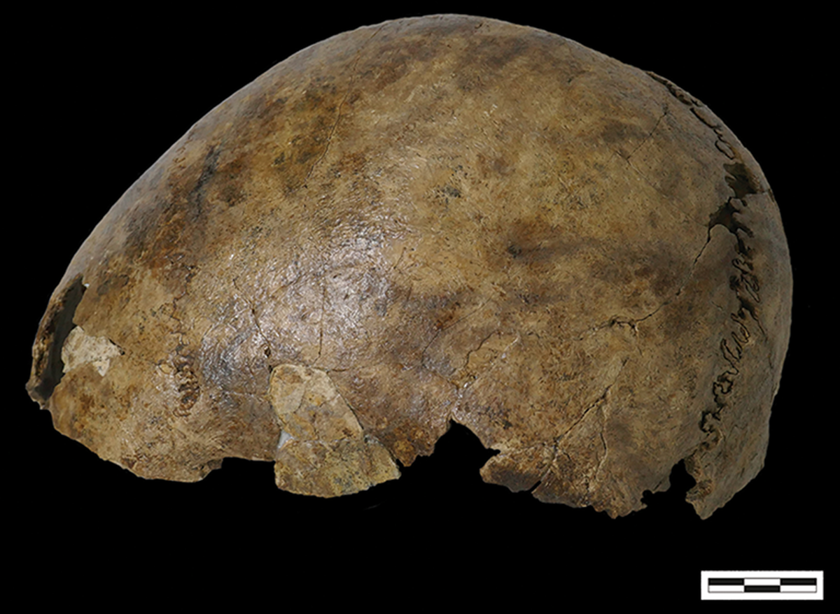 The skull of the skeleton was much younger than the rest of the bones by thousands of years, reseachers said.