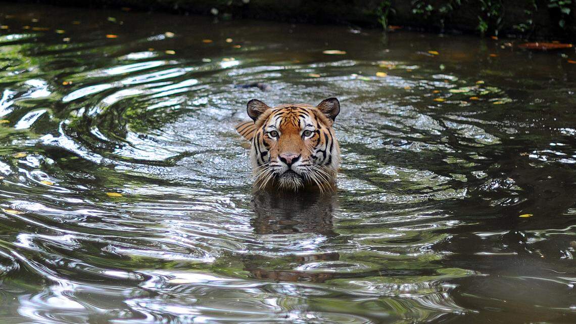 A Malayan Tiger takes a dip at the National Zoo in Kuala Lumpur on May 23, 2010. The 47 year-old National Zoo, locally known as Zoo Negara, consists of around 5000 animals from 459 species of mammals, birds, reptiles, amphibians and fish, covering 110 acres of land. AFP PHOTO / Saeed Khan (Photo credit should read SAEED KHAN/AFP via Getty Images)