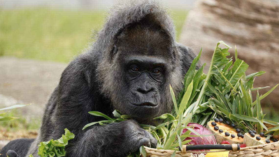 Gorilla lady Fatou, the oldest of Berlin's zoo and also considered to be even the world's oldest, discovers her birthday basket with a "gorilla food surprise" on April 11, 2025 in her enclosure at the zoo of Berlin, as she turns 68. (Photo by Odd ANDERSEN / AFP) (Photo by ODD ANDERSEN/AFP via Getty Images)