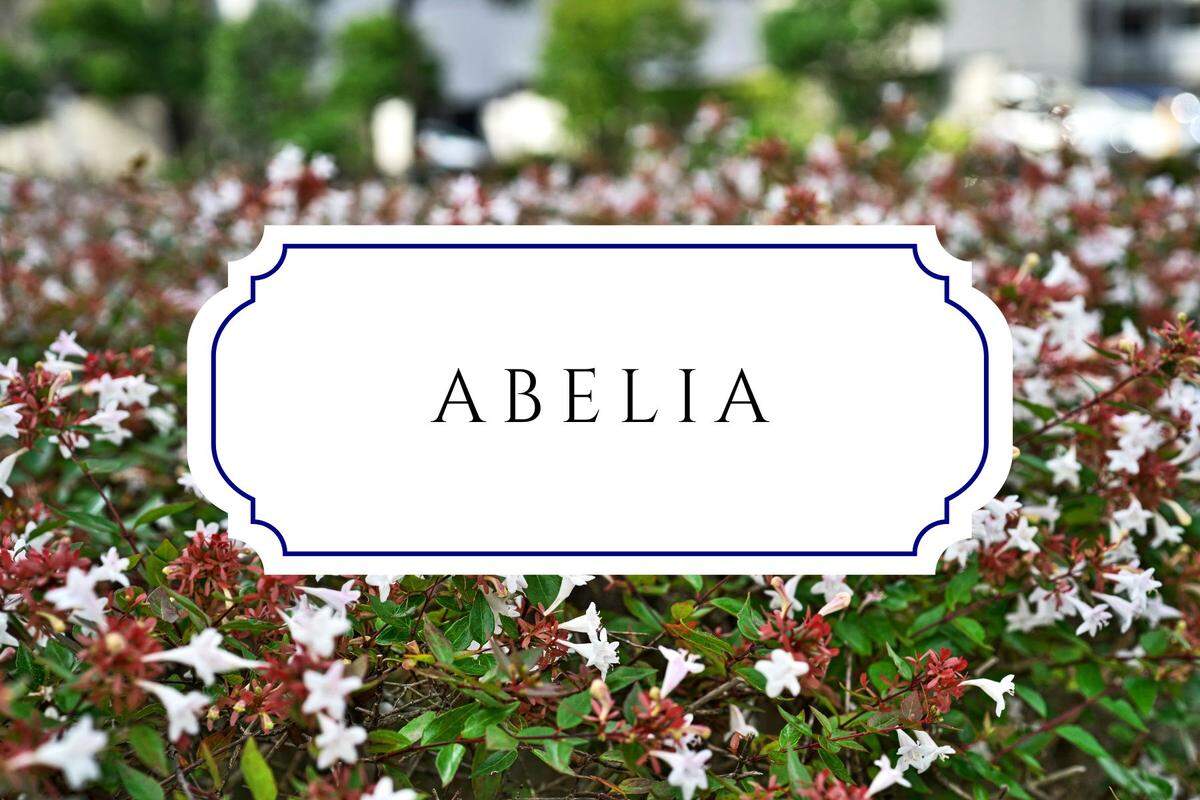 names that mean flower abelia
