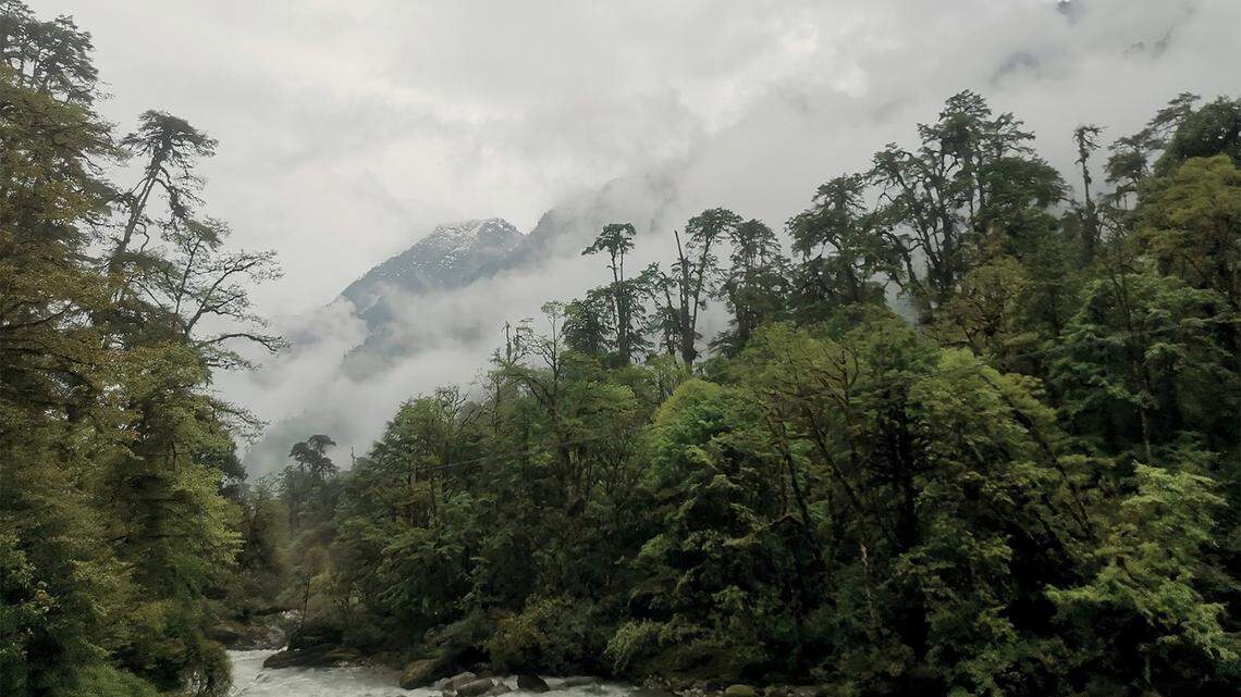 Scientists discovered a new “fire-colored” species of beetle in China, according to a new study.