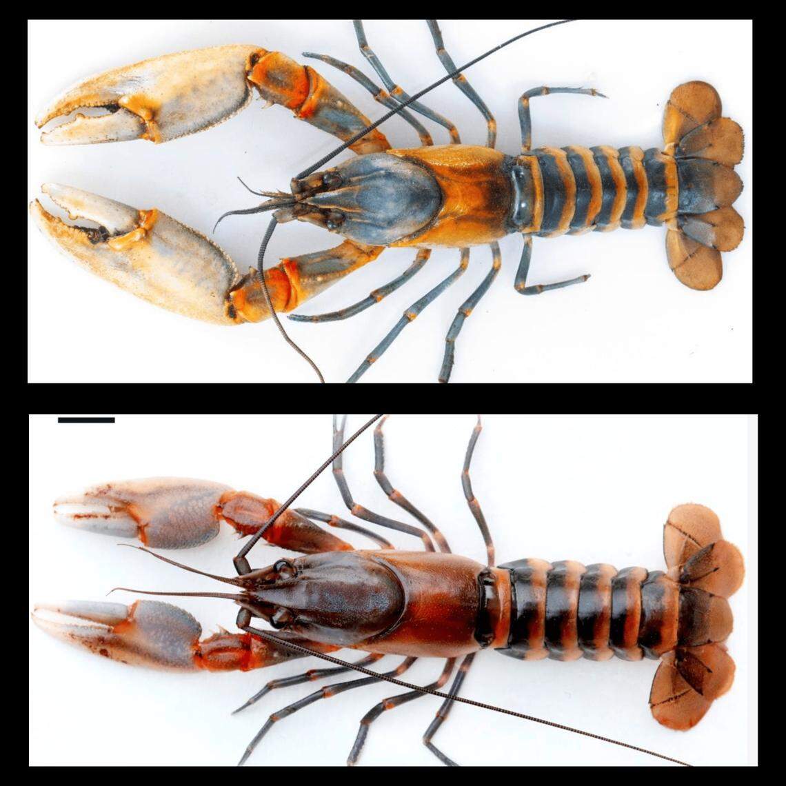 The new “tiger” species is brightly colored with a striped tail, researchers said.